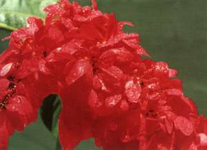 Chaconia or Wild Flower or Pride of Trinidad and Tobago